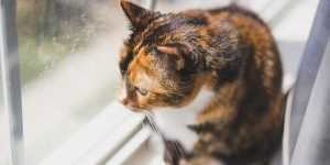 pisici plict 11 - Neobișnuit! Pisicile dintr-un oraș- ținute în izolare timp de 3 luni