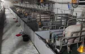 Ferma stefan cel mare de vanzare2