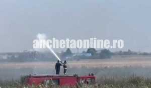 (VIDEO) Incendiu pe terenul unui om de afaceri din Argeș 2 incendiu plantatie om afaceri - (VIDEO) Incendiu pe terenul unui om de afaceri din Argeș