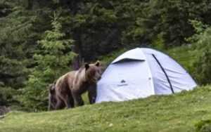 Un urs a vizitat 3 turiști germani care au campat lângă o pădure din Argeș! 2 urs 1 - Un urs a vizitat 3 turiști germani care au campat lângă o pădure din Argeș!