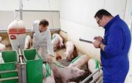 concedieri porci