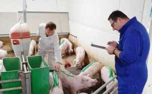 7 firme au recurs la disponibilizări colective! Zootehnia și automotivele - cele mai afectate sectoare! 5 concedieri porci