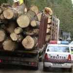 hoti lemne - Un bărbat din Argeș, prins la furat de lemne!