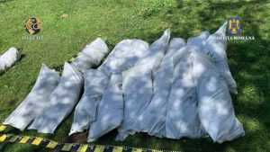 3 - Plantație de canabis lângă pădure! 97 de plante crescute pentru comercializare!