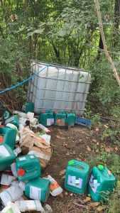 4 - Plantație de canabis lângă pădure! 97 de plante crescute pentru comercializare!