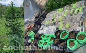 WhatsApp Image 2022 09 23 at 14.29.51 - Plantație de canabis lângă pădure! 97 de plante crescute pentru comercializare!