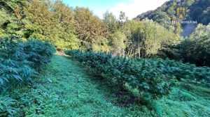 WhatsApp Image 2022 09 24 at 13.10.22 1 e1664017853407 - Două plantații de canabis descoperite de procurorii DIICOT! Peste 150 de plante și 170 de kilograme!