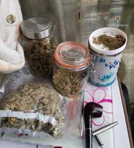 WhatsApp Image 2022 09 24 at 13.10.22 2 - Două plantații de canabis descoperite de procurorii DIICOT! Peste 150 de plante și 170 de kilograme!