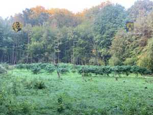 WhatsApp Image 2022 09 24 at 13.10.23 1 - Două plantații de canabis descoperite de procurorii DIICOT! Peste 150 de plante și 170 de kilograme!