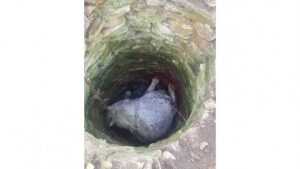 Șocant! Un cal a căzut într-un puț de 4 metri adâncime! 23 cal in pus - Șocant! Un cal a căzut într-un puț de 4 metri adâncime!