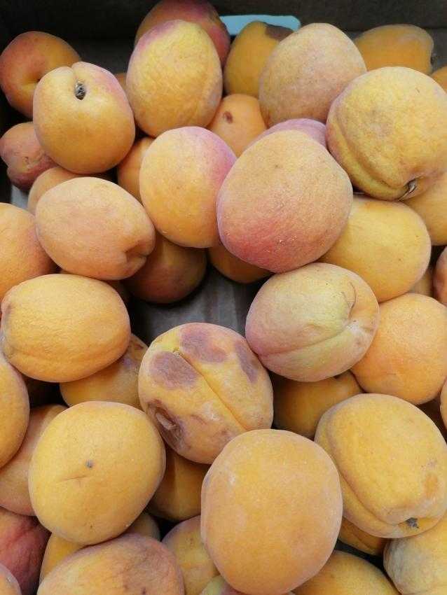 auchan 5 - Imagini cu mizeria și produsele stricate de la Auchan, inclusiv la Pitești