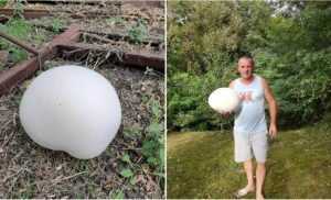 Ciuperci uriașe descoperite la 70 de km de Pitești 21 ciuperci uriase 3 kg curte barbat judetul dambovita 793020 - Ciuperci uriașe descoperite la 70 de km de Pitești