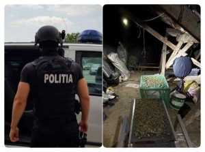canabis pechezitii - Polițiștii BCCO Pitești au prins în flagrant 3 persoane care recoltau canabis