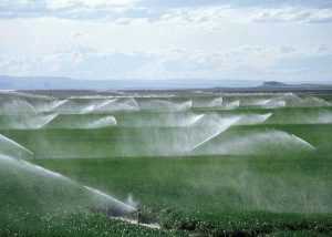 irigatii Ștefănești