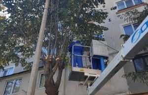 Au început lucrările de toaletare a arborilor aflaţi pe domeniul public al municipiului 8 Pitești copaci