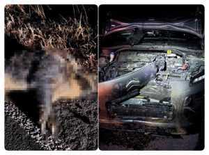 accident mistret - Porc mistreț lovit de o mașină, în Albota