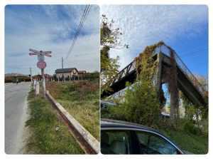 balarii cale ferata - Primăria Pitești a amendat CFR pentru bălăriile de pe lângă calea ferată