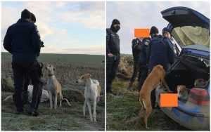 jandarmi ogari masina - Tupeu pe 5 tineri din Argeș! Și-au luat ogarii și au plecat la vânătoare!