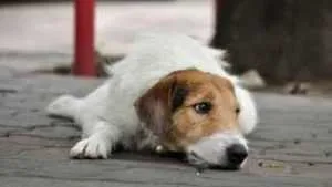 Un bărbat a fost omorât în bătaie de un grup de elevi, după ce nu a vrut să strângă mizeria câinelui pe care l-a scos la plimbare 1 caine - Un bărbat a fost omorât în bătaie de un grup de elevi, după ce nu a vrut să strângă mizeria câinelui pe care l-a scos la plimbare