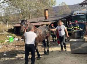 cal cazut borhot - Cal căzut într-o groapă! A fost salvat de pompierii din Mioveni