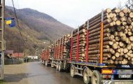 transport lemne