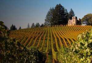 marcea sport -podgoria