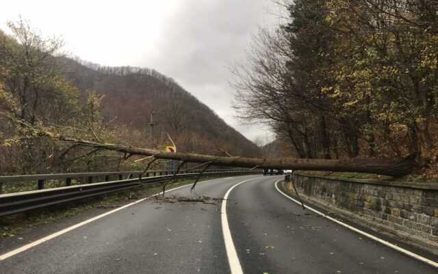 copac-cazut-pe-carosabil-640×400