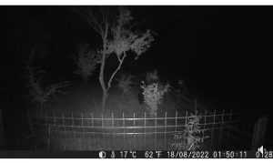 ursoaica malureni - O urscoaică cu doi pui- surprinsă într-o localitate din Argeș, chiar lângă casele oamenilor