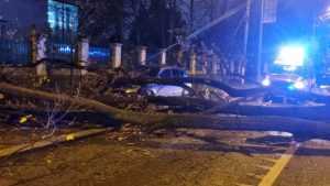 Eveniment șocant! Un copac a căzut peste un bărbat! 1 Sursa Foto Digi24