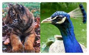 Zoo Pitești, surpriză de 1 Decembrie 1 zoo pitesti - Zoo Pitești, surpriză de 1 Decembrie