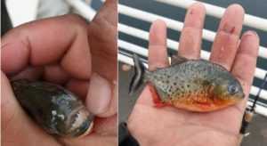 Sursa Foto antena3.ro