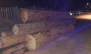 lemne busteni noapte e1700507787804 - Doi argeșeni de 22 și 24 de ani – prinși la furt de lemne! Amenzi de 2.000 de lei!