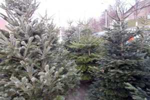 brazi craciun 2017 - ARGEȘ: Comerț ilegal cu brazi de Crăciun