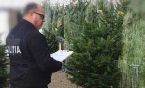 brazi e1671797055630 - Ipj în acțiune la vânzarea de brazi! Un argeșean a furat 5 mc de arbori de la Fondul Forestier Național!