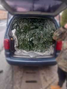 Ipj în acțiune la vânzarea de brazi! Un argeșean a furat 5 mc de arbori de la Fondul Forestier Național! 2 furt brazi - Ipj în acțiune la vânzarea de brazi! Un argeșean a furat 5 mc de arbori de la Fondul Forestier Național!