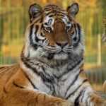 1 Decembrie la Grădina Zoologică Pitești: program special pentru public 10 Sursă foto: Facebook Primaria Municipiului Pitesti