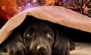 De ce sunt afectate animalele de companie de petardele şi focurile de artificii? Uite cum le poți proteja 1 animale artificii - De ce sunt afectate animalele de companie de petardele şi focurile de artificii? Uite cum le poți proteja