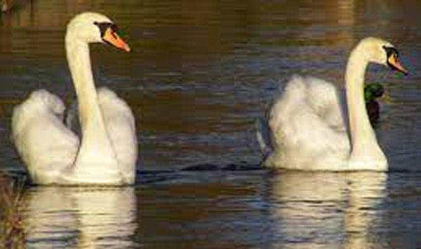 Sursă foto: wikipedia.org