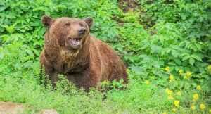 Sursă foto: banatulazi.ro