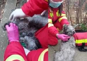caine pompieri - (VIDEO) Incredibil! Cățeluș resuscitat după un incendiu!