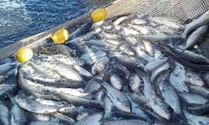 peste - Ca-n „Ursul păcălit de vulpe”! Un argeșean a plătit 15.000 de lei pentru pește viu, fără să-l primească