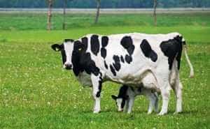 APIA a autorizat plăți de 16,66 milioane de lei în sectorul creșterii animalelor 1 Sursă foto: cultivaprofitabil.ro