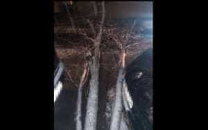 ACUM! Copac căzut în Pitești! Două mașini sunt afectate! 5 copac cazut - ACUM! Copac căzut în Pitești! Două mașini sunt afectate!