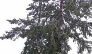 brad e1674918710564 - Atenție! Crengi de brad căzute pe cablurile electrice!