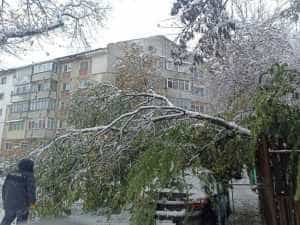 brazi zapada - Atenție! Brazi cu pericol de cădere în Mioveni!