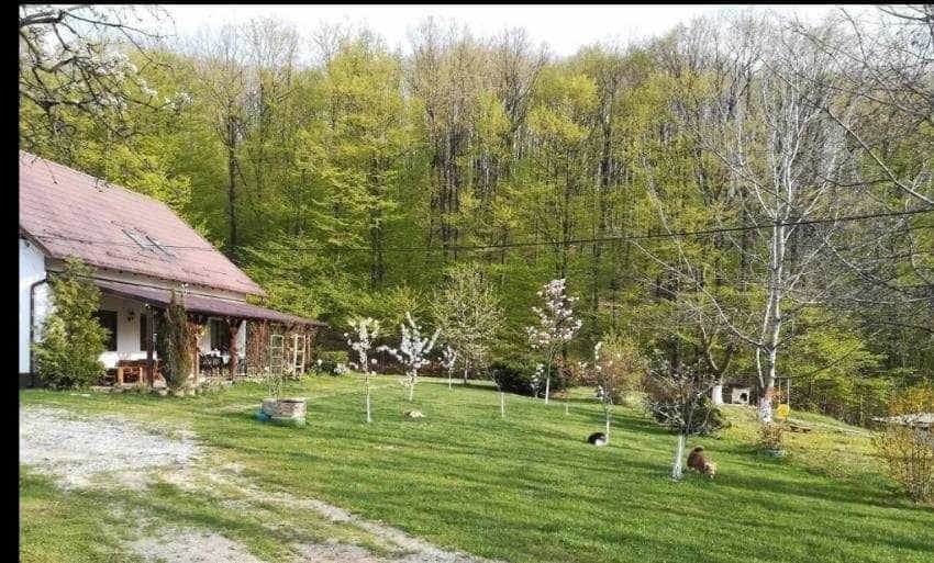 5,3 milioane euro – prețul de vânzare pentru o proprietate spectaculoasă din Topoloveni! 5 gradina conac - 5,3 milioane euro – prețul de vânzare pentru o proprietate spectaculoasă din Topoloveni!