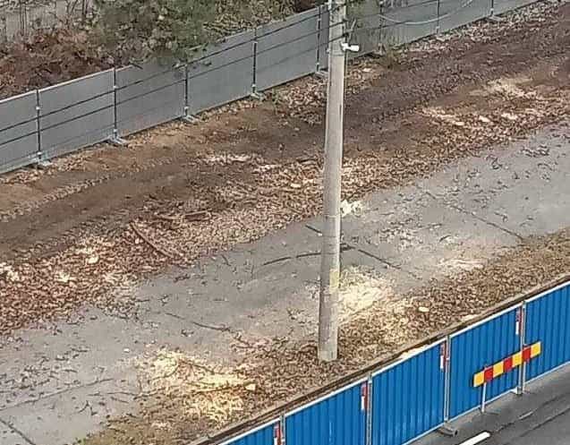 Peste 100 de arbori și arbuști transplantați pentru a face loc Pasajului Lânăriei 3 transplantare arbori