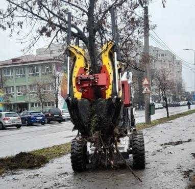 Peste 100 de arbori și arbuști transplantați pentru a face loc Pasajului Lânăriei 4 transplantare 2 e1675065979950 - Peste 100 de arbori și arbuști transplantați pentru a face loc Pasajului Lânăriei