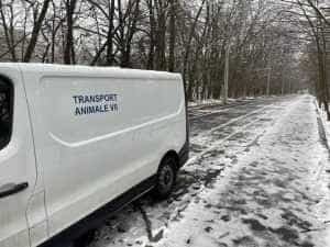 Încă mai sunt abandonați câinii în Pitești 1 Sursă foto: Facebook Primăria Municipiului Pitești