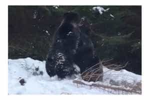 (Video) Imagini rare dintr-o pădure din România. Confruntare între doi urși 10 urși